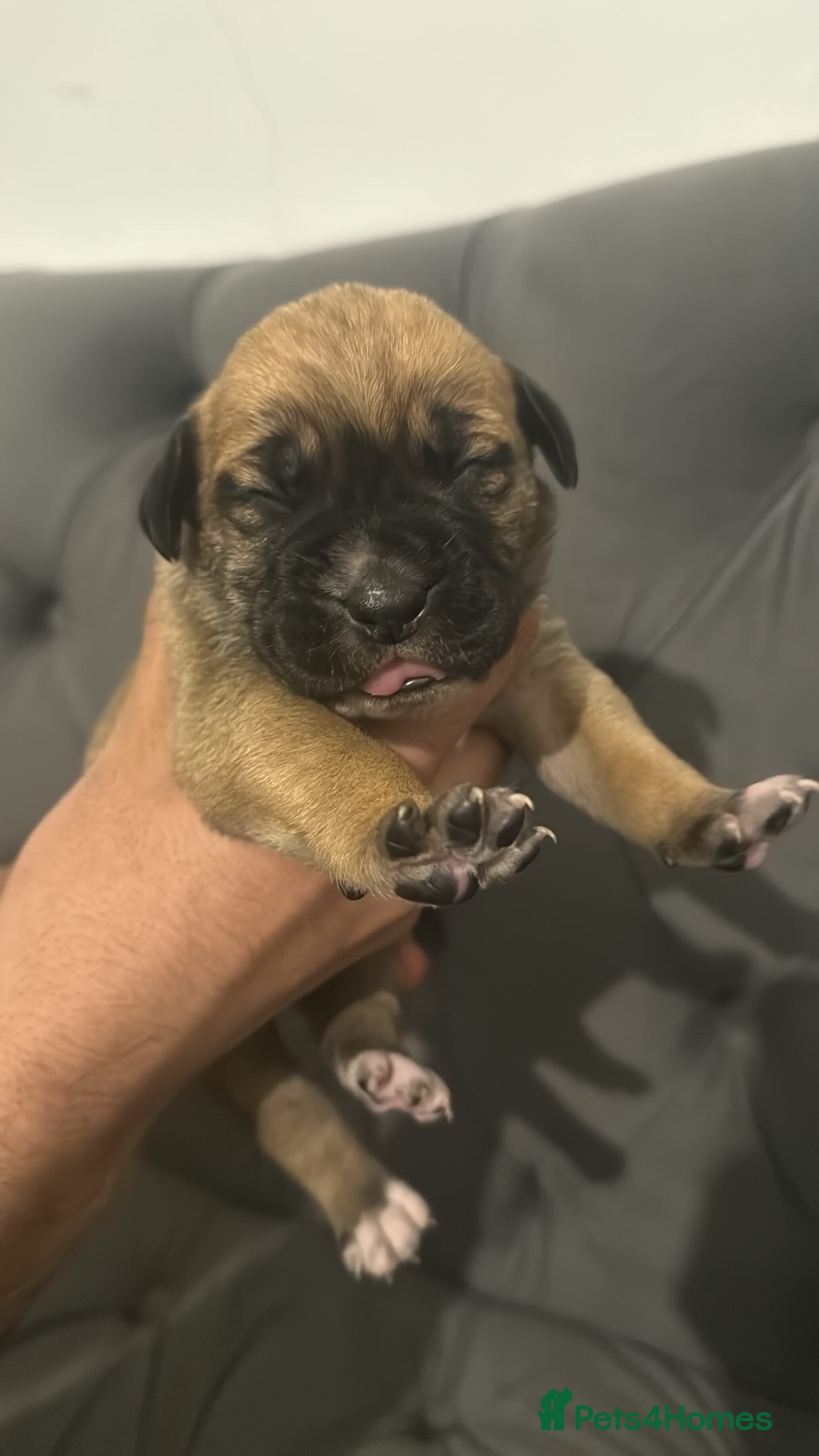 Presa Canario dogs Outstanding Presa Canario puppies  - Advert 1