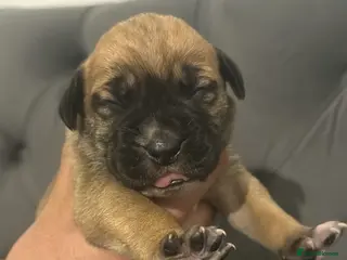 Presa Canario dogs Outstanding Presa Canario puppies - Advert 1