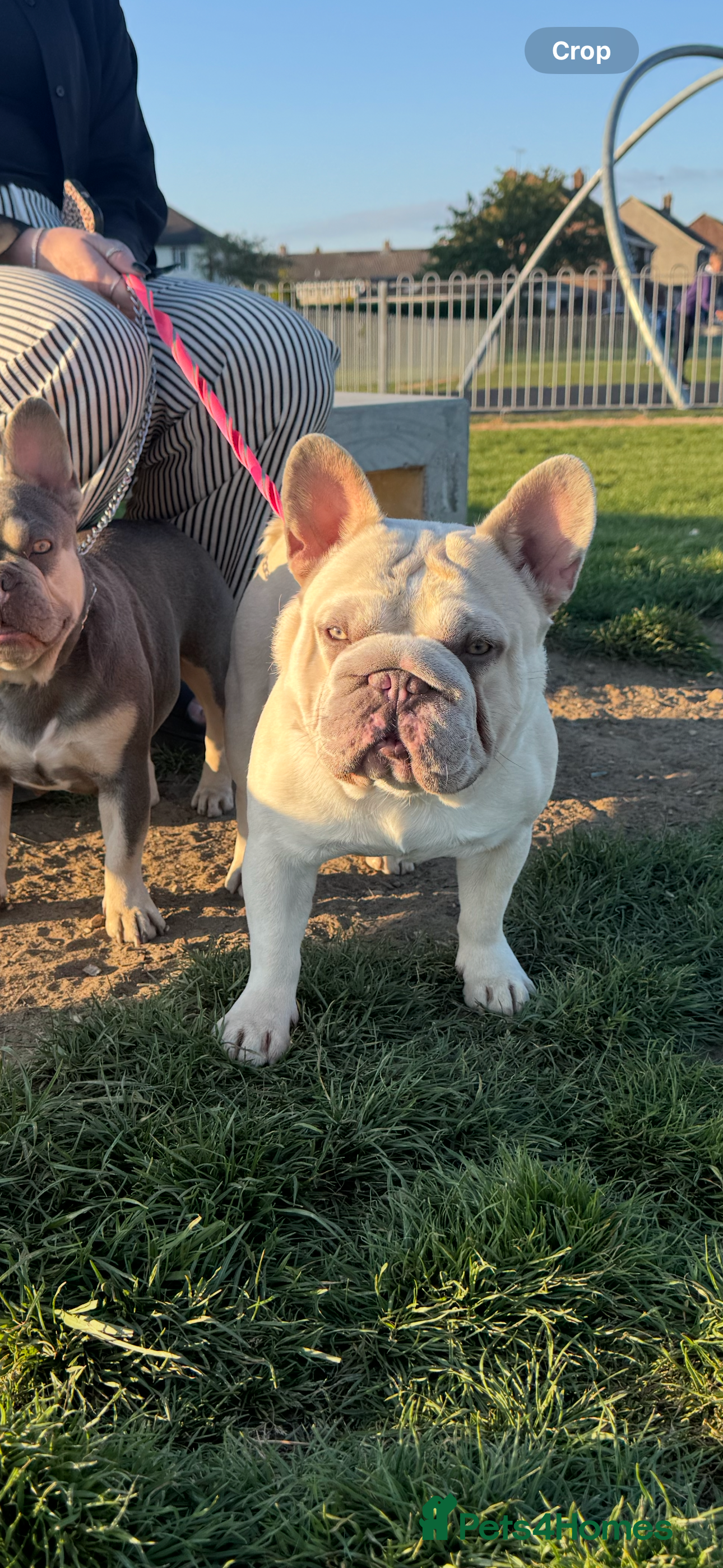 French Bulldog dogs French Bulldog Stud Ready And Waiting  - Advert 2