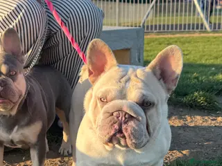 French Bulldog dogs French Bulldog Stud Ready And Waiting - Advert 5