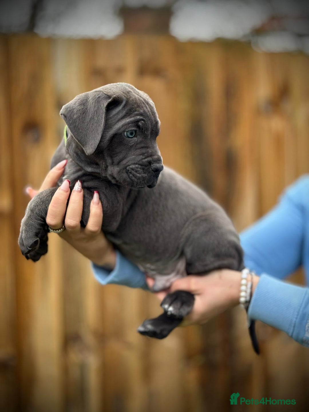 Cane Corso dogs for sale: Balestra Magica Corso IKC/FCI  - Advert 24