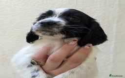 English Springer Spaniel dogs for sale: Speckled boy,playful & kind natured,HEALTH TESTED - Image 11