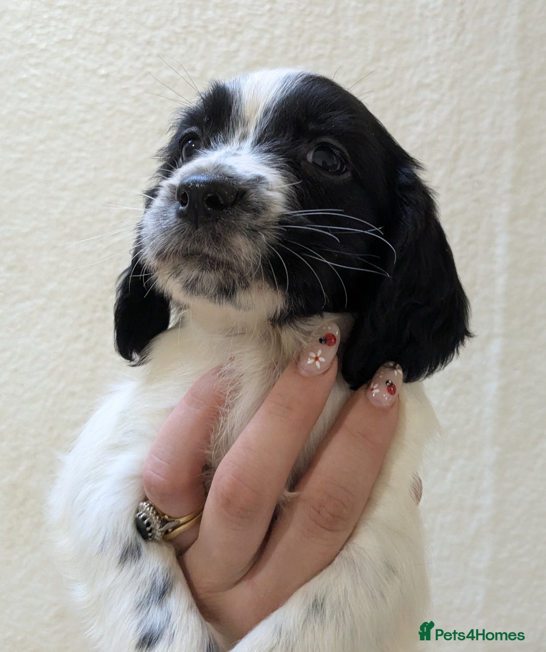English Springer Spaniel dogs for sale: Speckled boy,playful & kind natured,HEALTH TESTED - Image 11