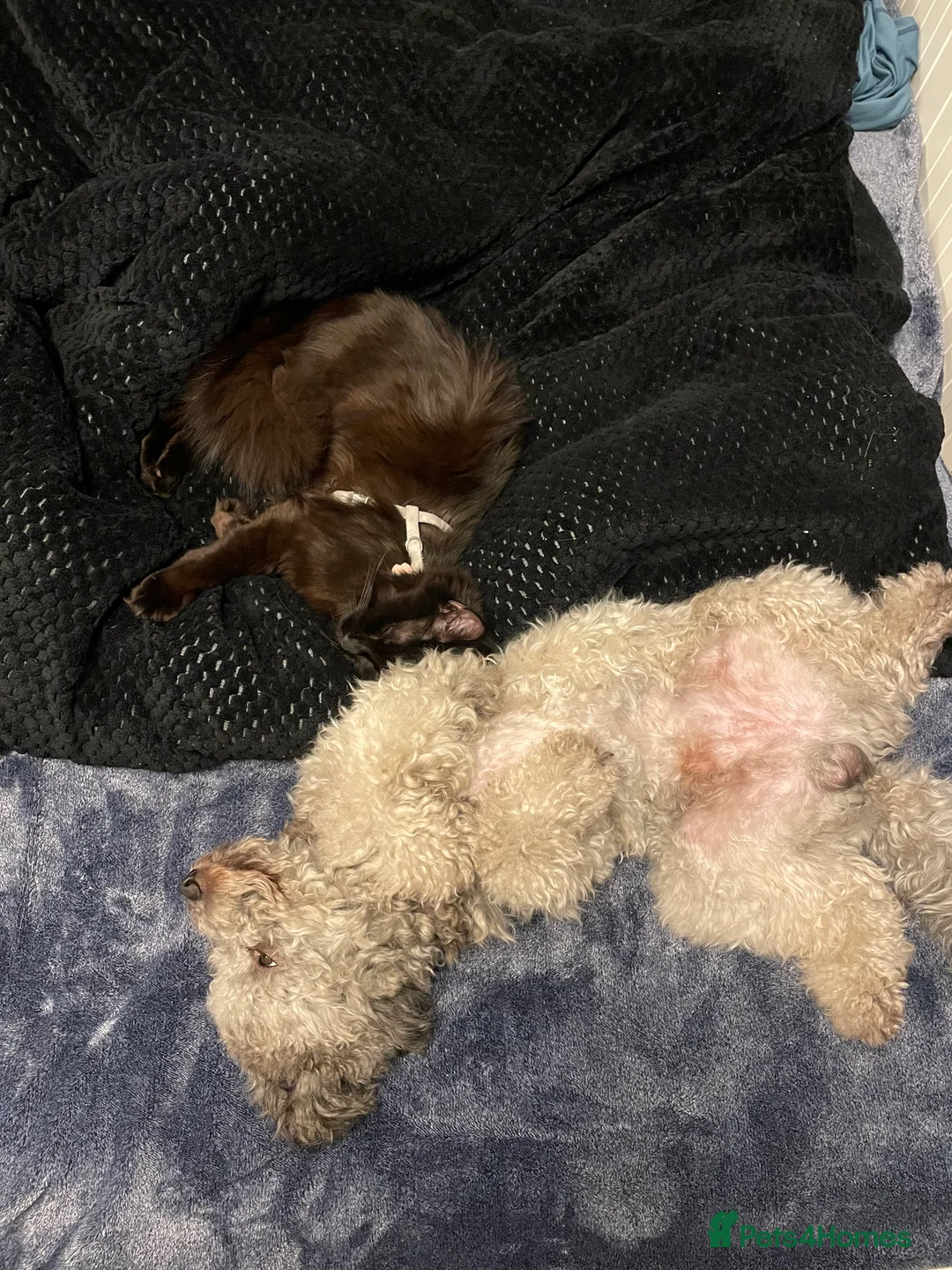 Miniature Poodle dogs for stud: Mister Kent Merlin silver miniature Poodle Stud in London - Advert 9