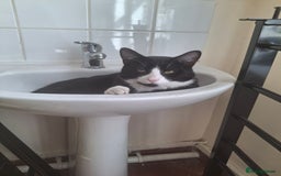 Domestic Shorthair cats for sale: 🐾 Meet Bruce Our Special, Gentle Tuxedo Boy 🖤🤍 - Image 2