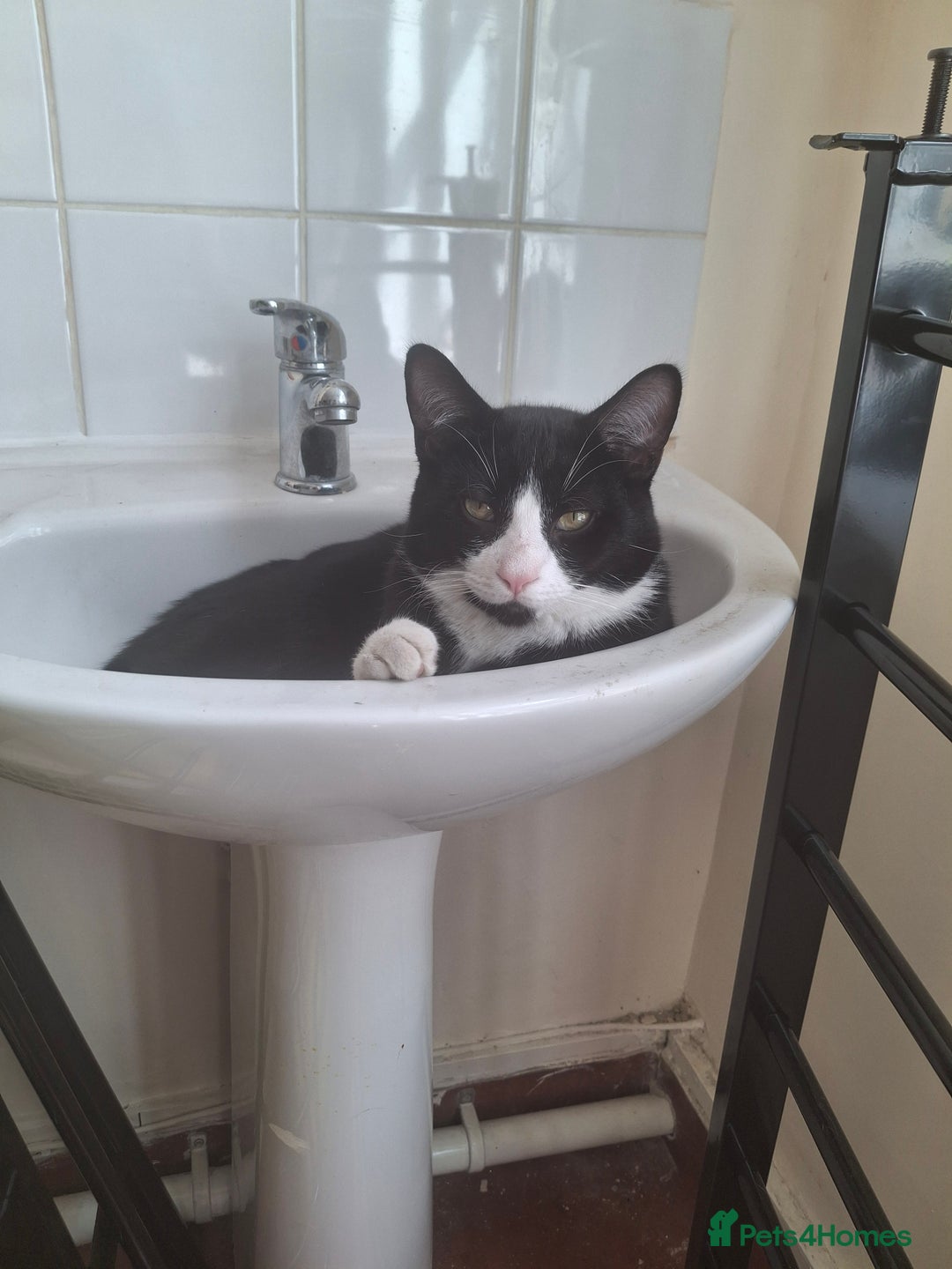 Domestic Shorthair cats for sale: 🐾 Meet Bruce Our Special, Gentle Tuxedo Boy 🖤🤍 - Image 2