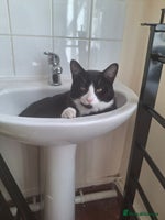 Domestic Shorthair cats - Advert 2