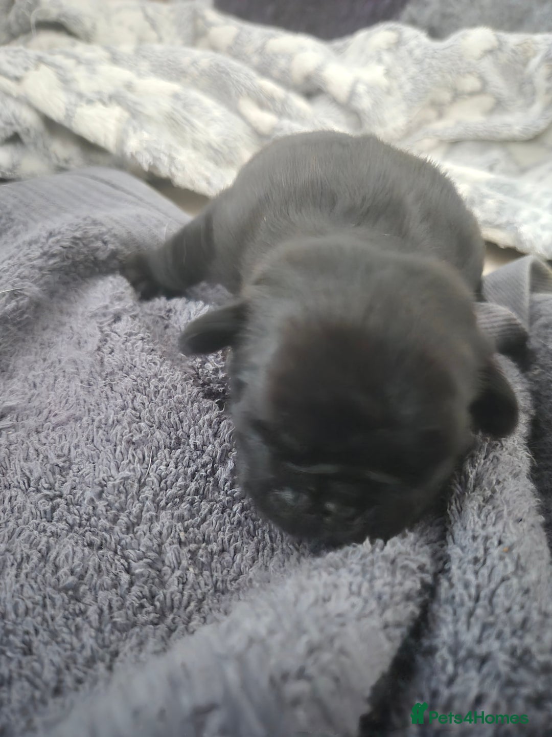 Pug dogs for sale: 2 pug puppies for sale - Image 13