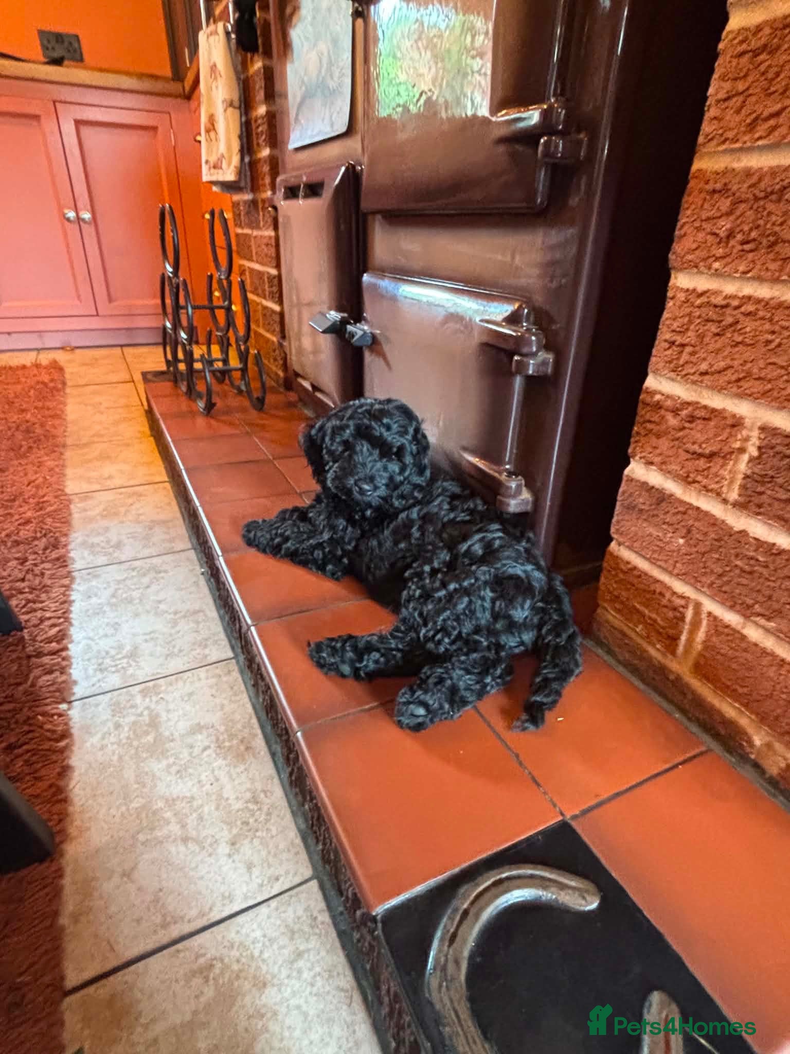 Cockapoo dogs Just my beautiful black girl left !!  - Advert 1