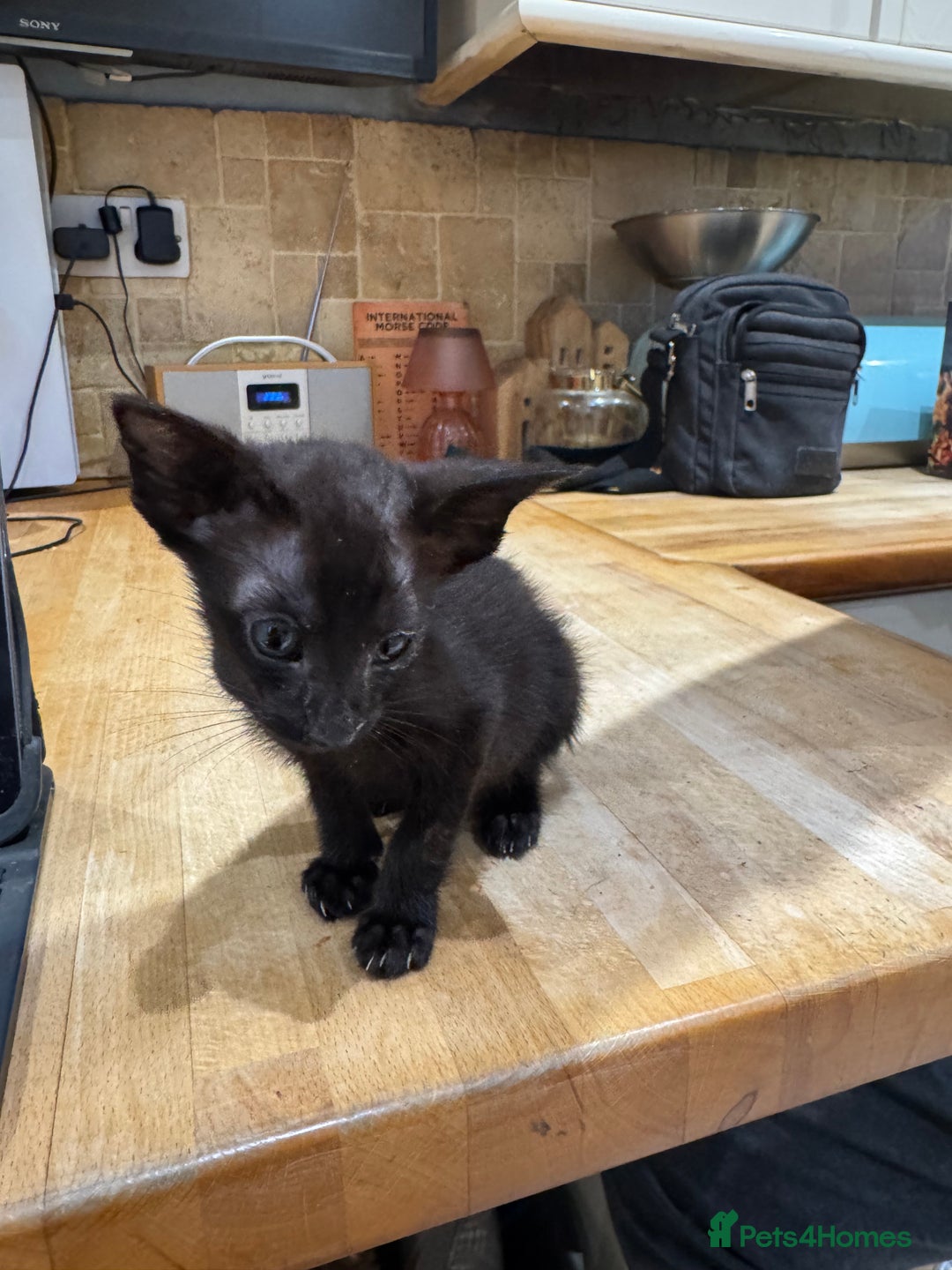 Oriental cats for sale: Oriental kittens  - Image 1