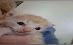 Mixed Breed cats for sale: Ginger kittens  - Image 4