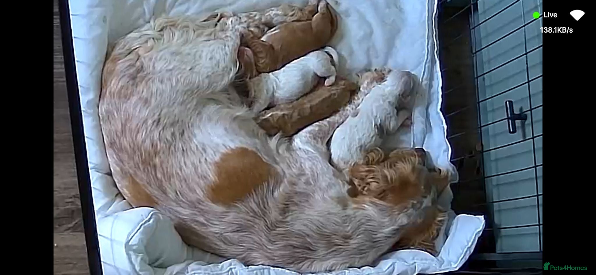 Cocker Spaniel dogs 4 beautiful cocker spaniel puppies - Advert 4