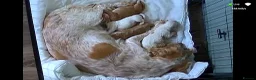 Cocker Spaniel dogs for sale: 4 beautiful cocker spaniel puppies - Advert 1