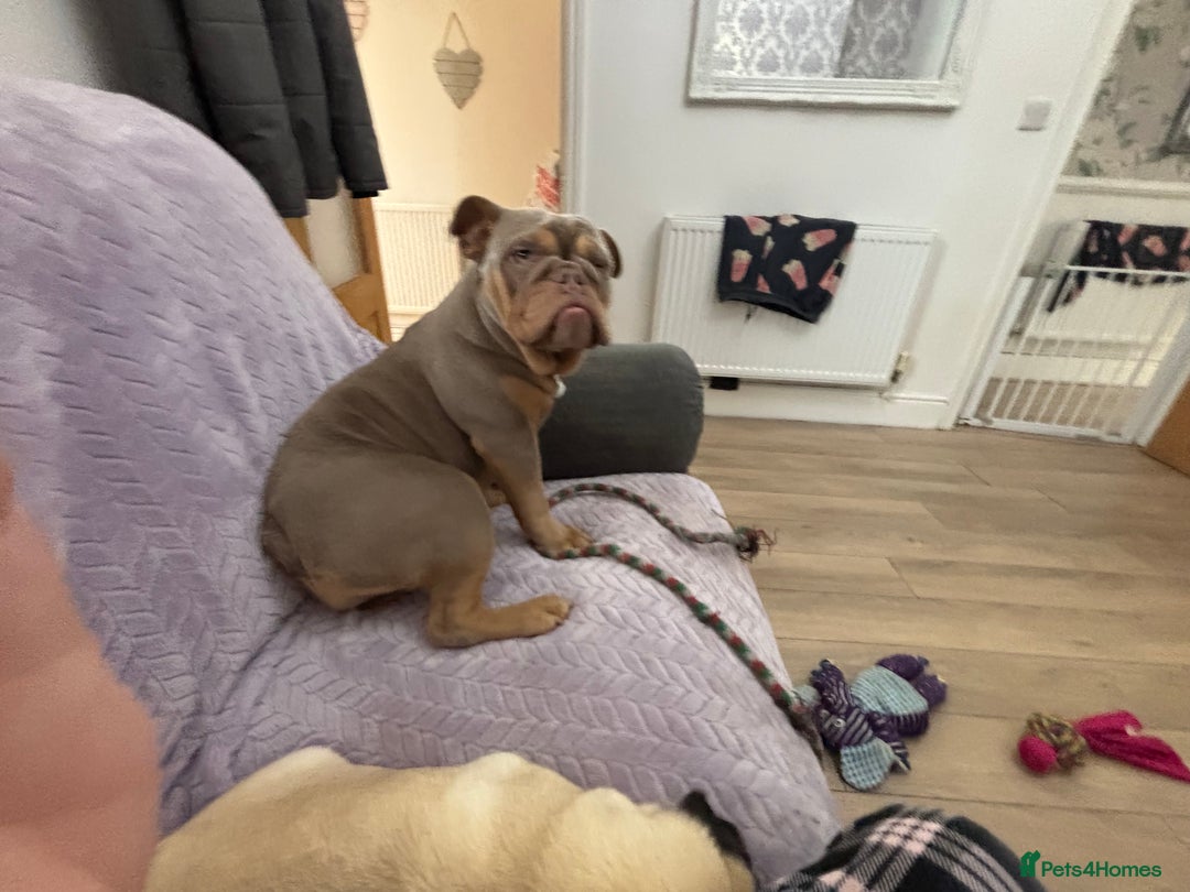 English Bulldog dogs for sale: English bulldog for sale - Image 4