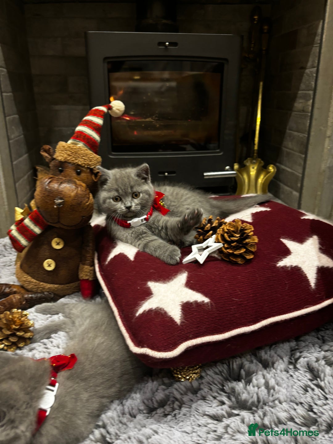 British Shorthair cats for sale: British Shorthair Kittens - Advert 9