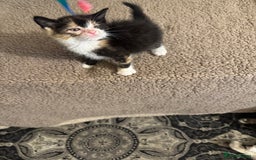 Maine Coon cats for sale: Beautiful Maine coon babies ready now - Image 4