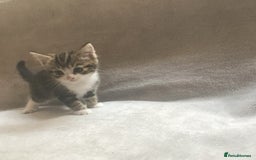 Mixed Breed cats for sale: Bring Home a Bundle of Joy Kittens Ready Oct. 2nd! - Image 3