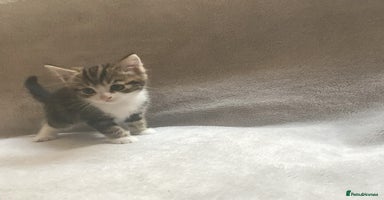 Mixed Breed cats - Advert 3