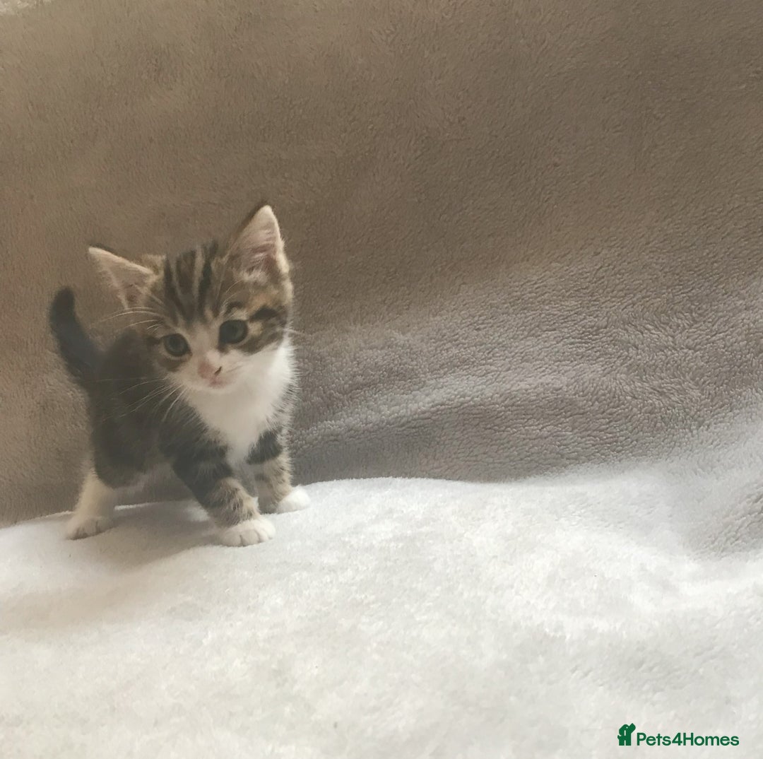 Mixed Breed cats for sale: Bring Home a Bundle of Joy Kittens Ready Oct. 2nd! - Image 3