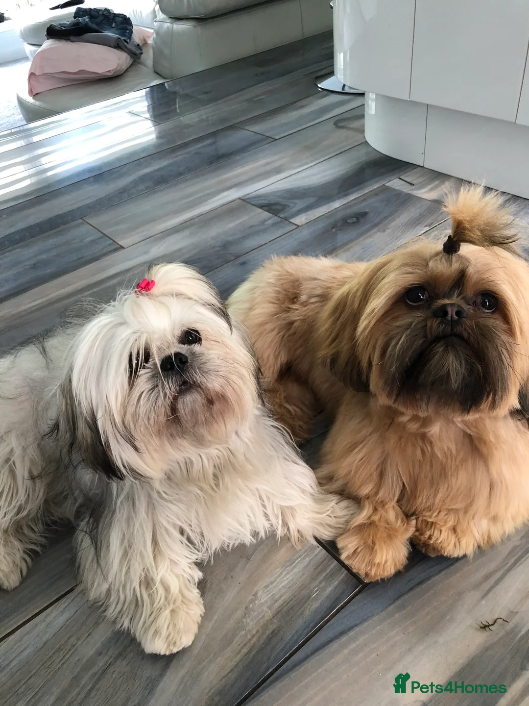 Shih Tzu dogs for stud: Shih tzu stud  in Glasgow - Advert 2