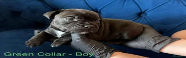 Staffordshire Bull Terrier Puppy 1