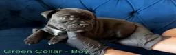 Staffordshire Bull Terrier dogs for sale: KC Staffordshire Bull Terrier Puppies - Advert 27
