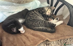 Domestic Shorthair cats for sale: Brother and sister are looking for a loving home - Image 1