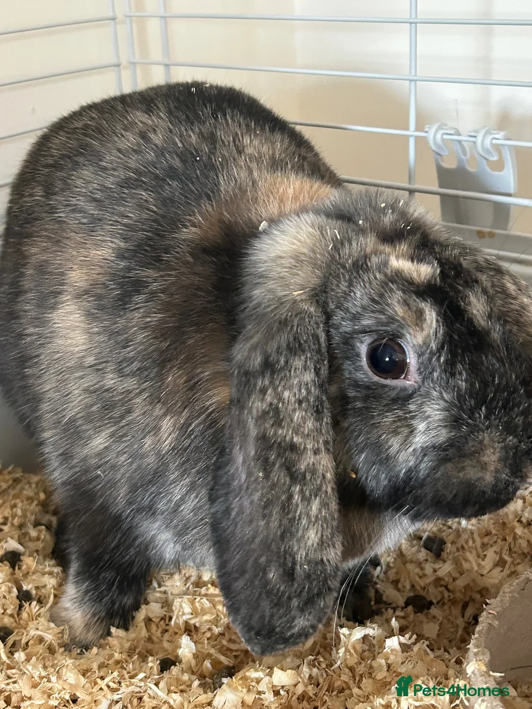 Mixed Breed rabbits for sale: Rabbit for sale - Advert 2