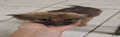 Soot