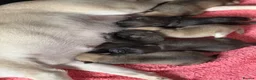 Pug dogs for sale: Beautiful Home-Reared Pug Puppies  Ready 25th June - Advert 14