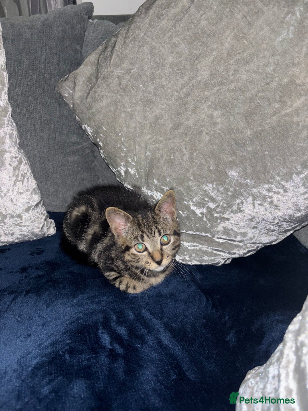 American Shorthair cats for sale: Tabby Kitten  - Image 4