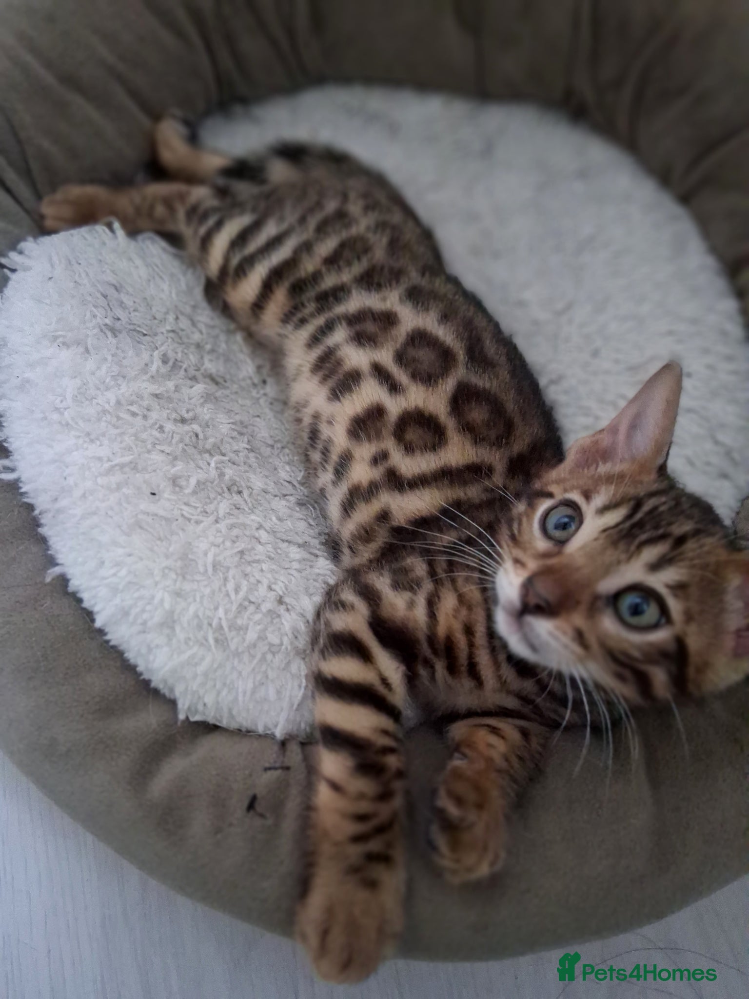 Bengal cats ⭐️Bengal kittens⭐️ - Advert 2