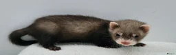 Ferret rodents for sale: Micro ferrets kits - Advert 3