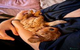 Cavapoo dogs for sale: Premium F1B Toy Red Cavapoo - 2 LEFT - Image 22