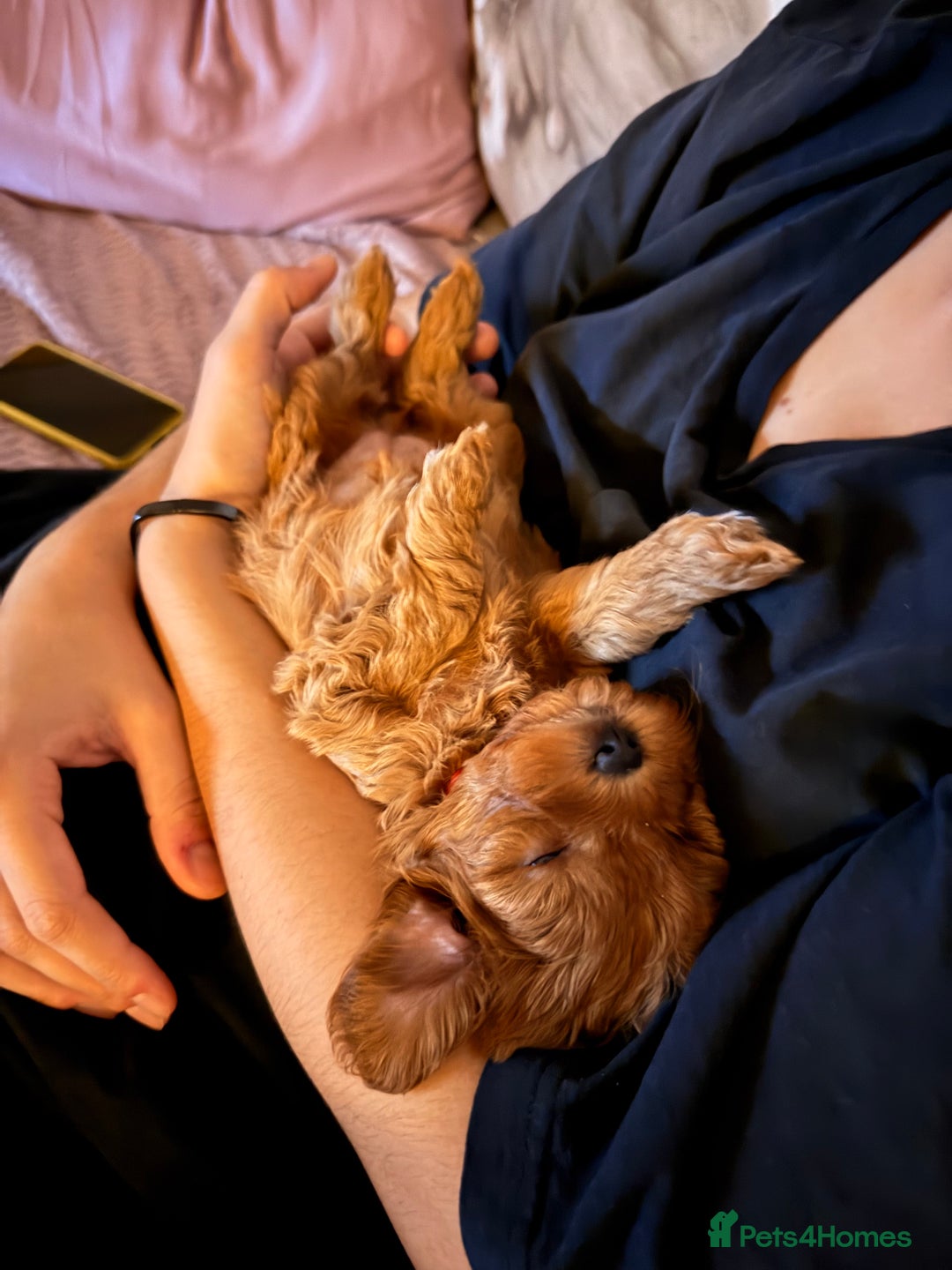 Cavapoo dogs for sale: Premium F1B Toy Red Cavapoo - 2 LEFT - Image 22