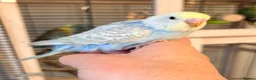 Budgerigars birds for sale: Beautiful baby budgies.  - Advert 3