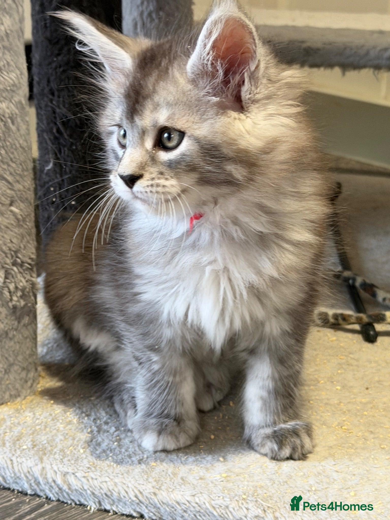 Maine Coon cats Beautiful black smoke & silver shaded Maine coons  - Advert 2