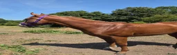 English Thoroughbred horses for sale: Two lovely thoroughbred Youngsters  - Advert 7