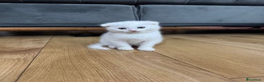 Scottish Fold Kitten 2