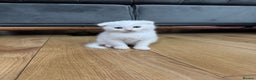 Scottish Fold cats for sale: Scottish fold kittens for sale ready to leave  - Advert 1