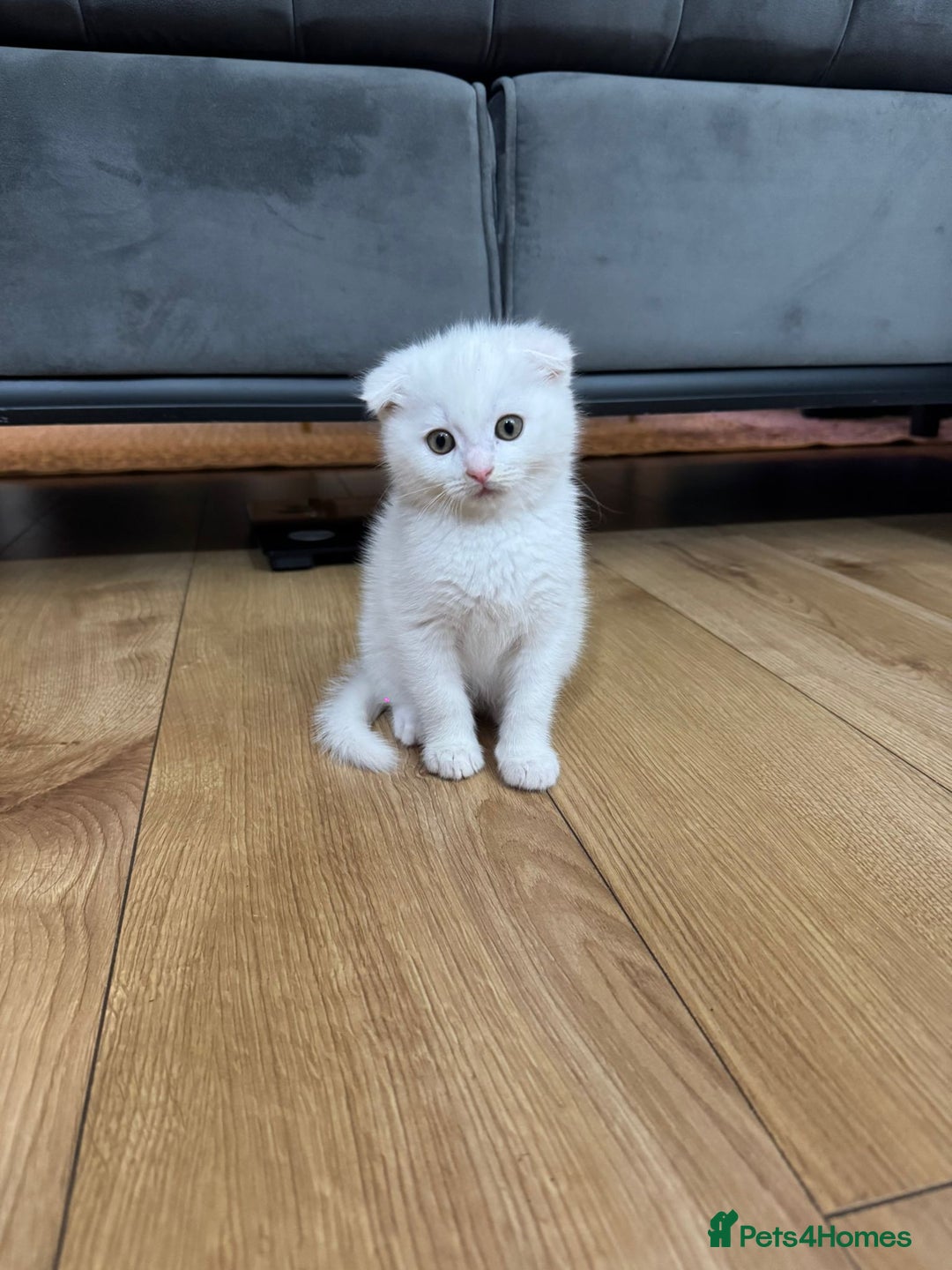 Scottish Fold cats for sale: Scottish fold kittens for sale ready to leave  - Advert 1