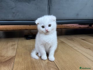Scottish Fold cats Scottish fold kittens for sale ready to leave - Advert 1