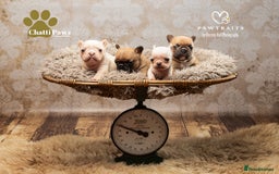 French Bulldog dogs for sale: 🐾 Beautiful French Bulldog Puppies 🐶 - Image 17