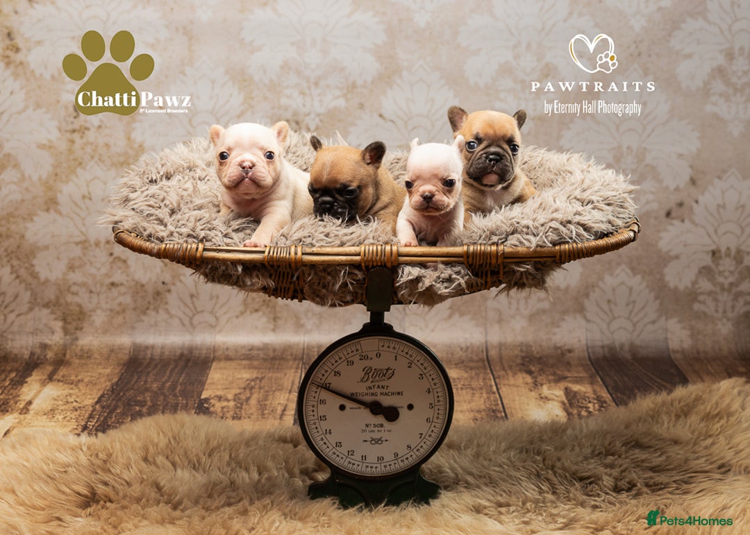 French Bulldog dogs for sale: 🐾 Beautiful French Bulldog Puppies 🐶 - Image 17