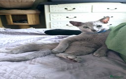 Russian Blue cats for sale: Russian Blue kittens Tica registered  - Image 23