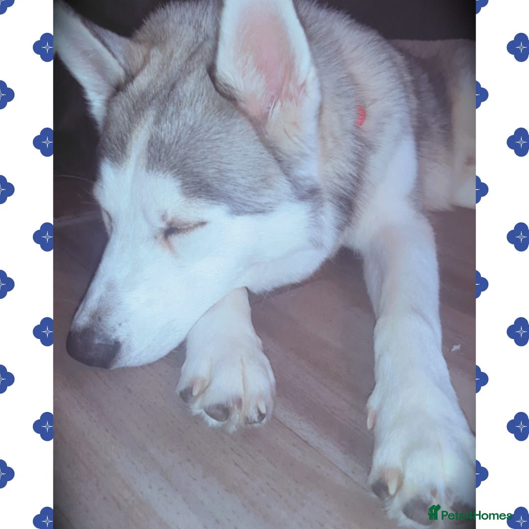 Siberian Husky dogs for sale: Beautiful husky boy for sale - Advert 1