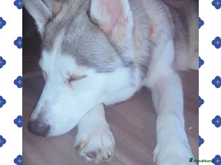 Siberian Husky dogs Beautiful husky boy for sale - Advert 5