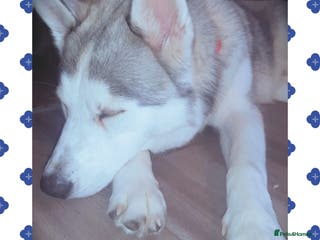 Siberian Husky dogs Beautiful husky boy for sale - Advert 20