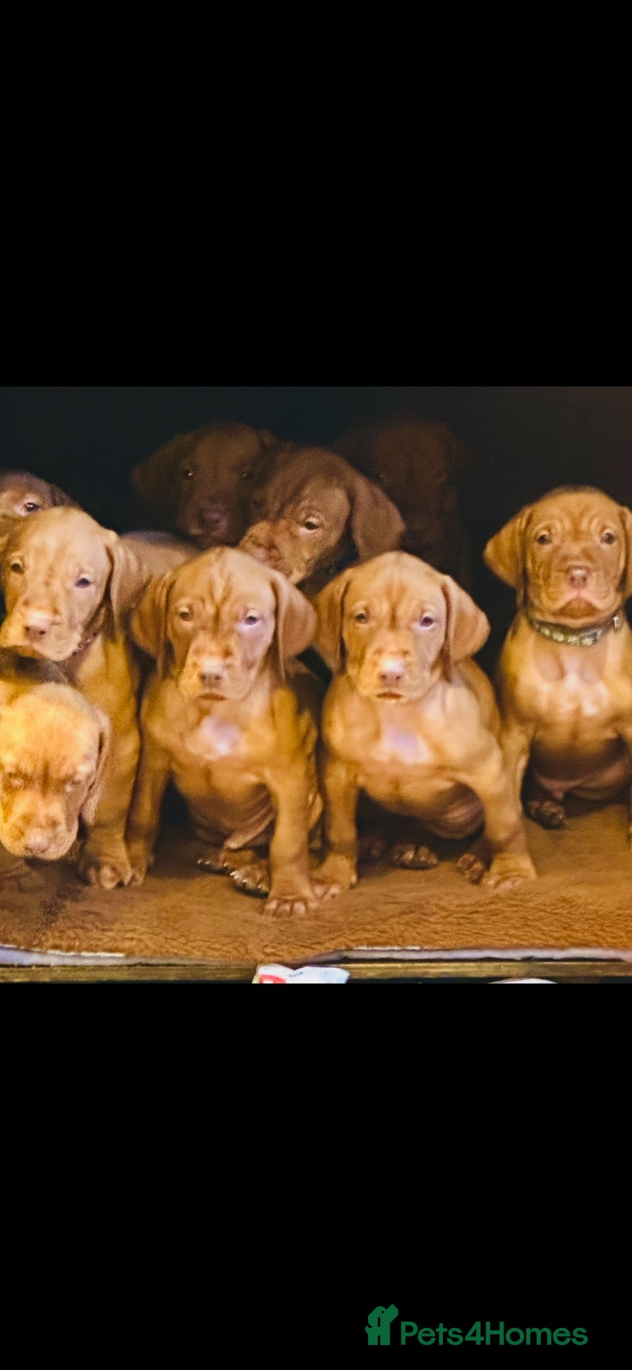 Hungarian Vizsla dogs Beautiful Smooth haired Hungarian Vizslas  - Advert 6