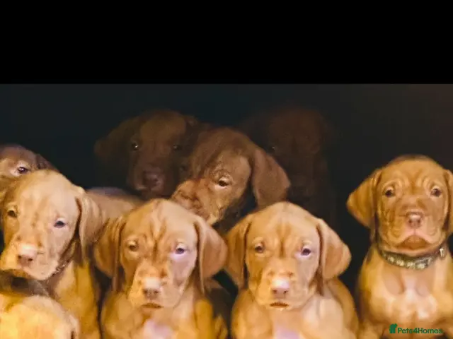 Hungarian Vizsla dogs for sale: Beautiful Smooth haired Hungarian Vizslas - Advert 14
